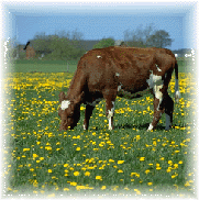 Picture of a Cow